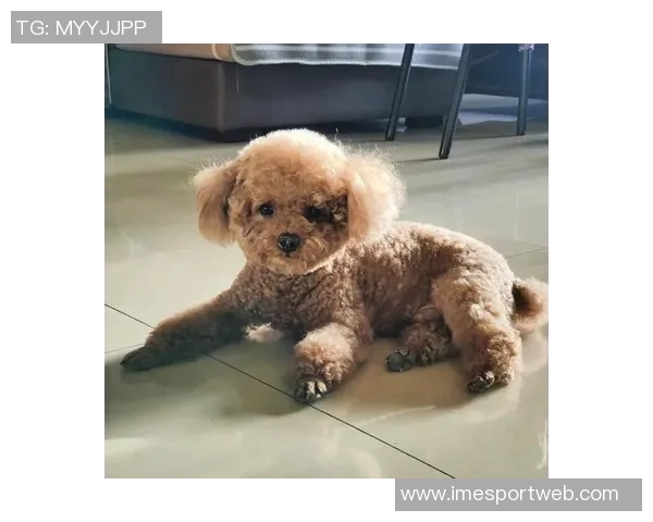 悬赏金激增至两万美元拉姆塞全力寻回心爱爱犬 悬赏金激增至两万美元拉姆塞全力寻回心爱爱犬